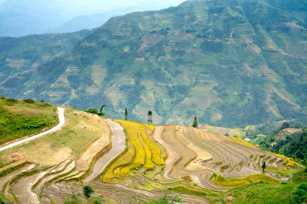 Paddy rice terraces with ripe yellow rice. Agricultural fields in countryside area of Hoang Su Phi, Ha Giang province, Vietnam. Mountain hills valley in Asia, Vietnam. Nature landscape background