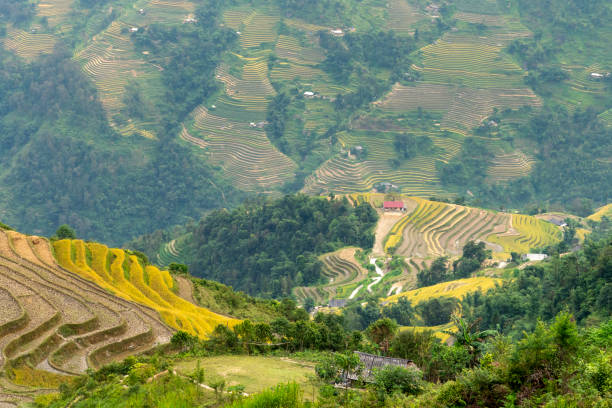 istock Paddy rice terraces with ripe yellow rice 1191186182