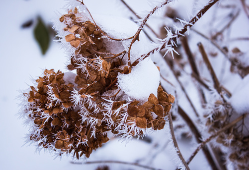 Hydrangea seca en el frost.winter photo