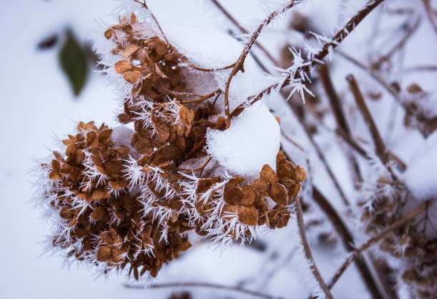 hydrangea seca en el frost.winter - rime fotografías e imágenes de stock