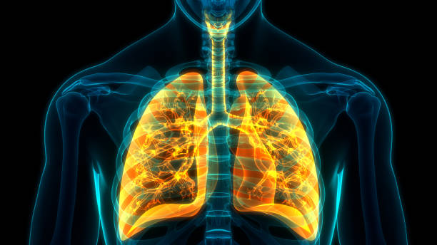 anatomia dei polmoni del sistema respiratorio umano - respiratory system foto e immagini stock