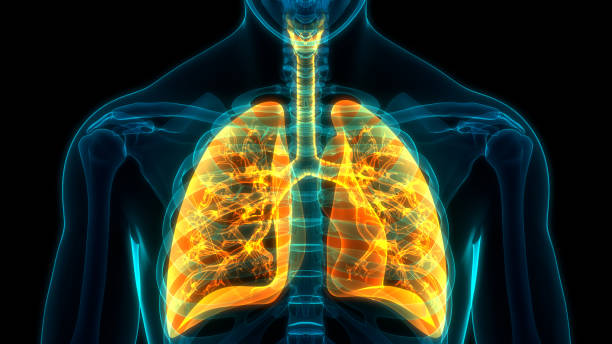 人體呼  吸系統肺解剖 - 人體部分 圖片 個照片及圖片檔