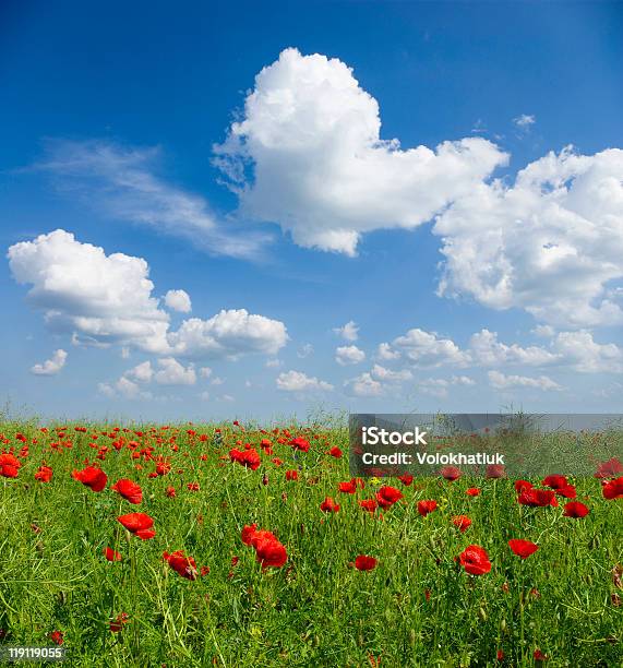 Poppy Red Stockfoto und mehr Bilder von Baumblüte - Baumblüte, Blatt - Pflanzenbestandteile, Blau