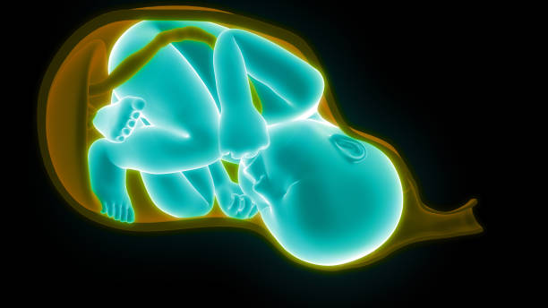 istock Fetus (Baby) in Womb Anatomy 1191192002