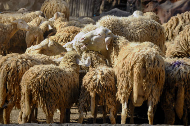 ovejas comiendo heno en el zoológico - sheeps through time fotografías e imágenes de stock