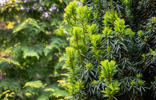 New bright green with yellow stripes foliage on yew Taxus baccata Fastigiata Aurea (English yew, European yew) in spring garden on blurred greenery background.Selective focus.Nature concept for design New bright green with yellow stripes foliage on yew Taxus baccata Fastigiata Aurea (English yew, European yew) in spring garden on blurred greenery background.Selective focus.Nature concept for design taxus baccata fastigiata stock pictures, royalty-free photos & images
