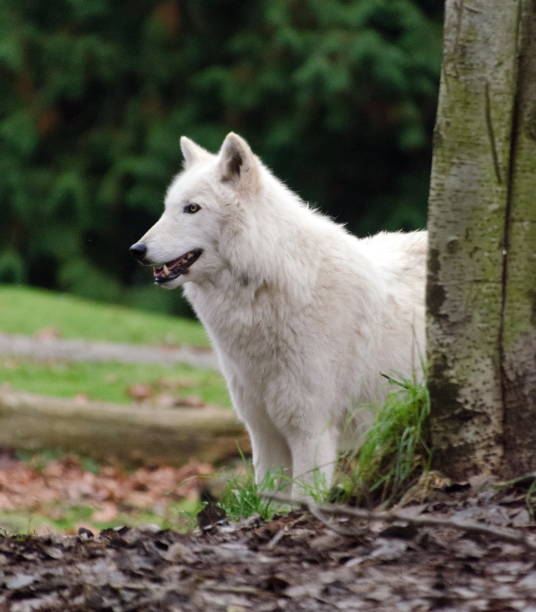 istock Grey wolf female with white  fur staying behind a tree trunk 1191193208