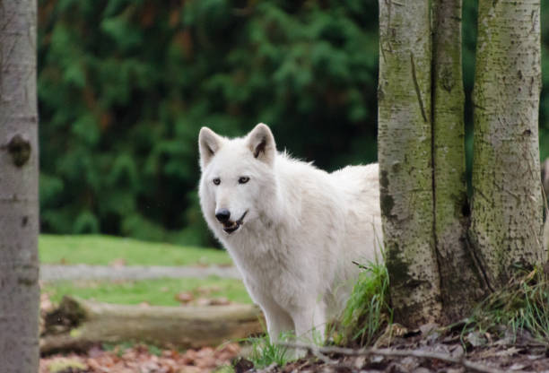 istock Grey wolf female with white  fur staying behind a tree trunk 1191193245