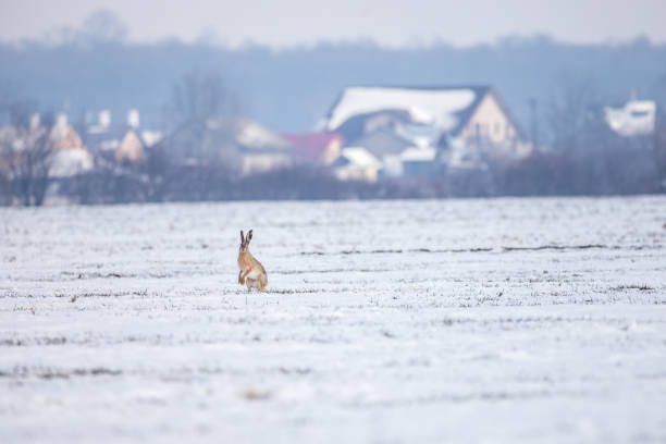 Lepus europaeus in snowy field with houses in background.