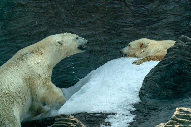 istock Polar Bear close up portrait while fighting 1191195262