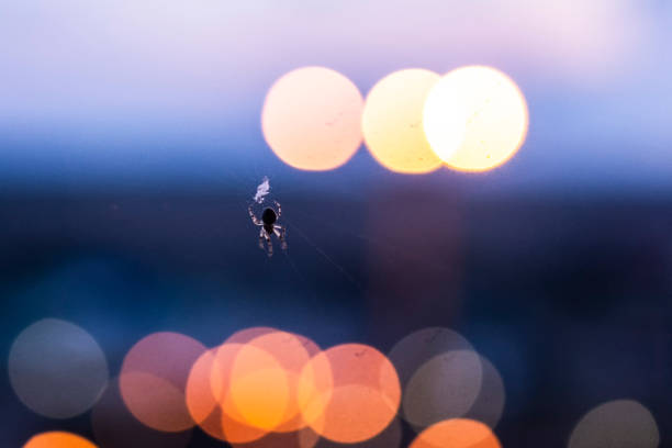 a spider sits on a cobweb against the night sky