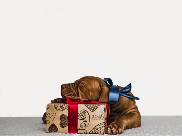 istock Young, charming puppy and a festive box 1191196262