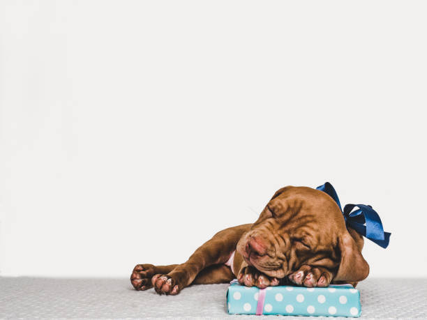 istock Young, charming puppy and a festive box 1191196322