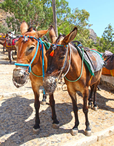 istock Santorini in Greece 1191196377