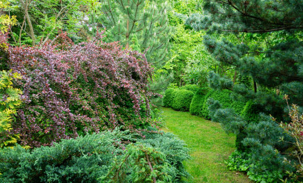 original mehrfarbige landschaft hintergrund mit vielen immergrünen pflanzen. pinus parviflora glauca, berberis thunbergii atropurpurea und buchsbaum buxus sempervirens auf dem hintergrund. naturkonzept für design - evergreen magnolia stock-fotos und bilder