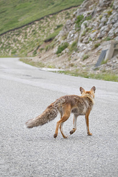 istock Red Fox in danger crossing a road 119119646