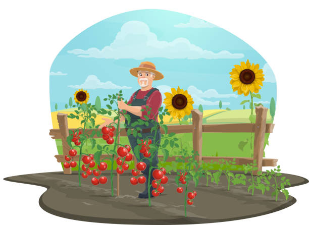 illustrazioni stock, clip art, cartoni animati e icone di tendenza di agricoltore che tralida le verdure di pomodoro in azienda - campo di pomodori