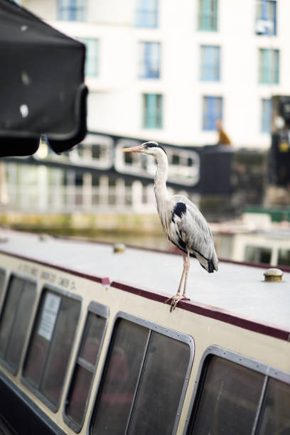 Heron or ardea cinerea in Little Venice, Camden town, London, UK Heron or ardea cinerea on the roof of a boat in Little Venice, Camden town, London, UK small houseboats stock pictures, royalty-free photos & images