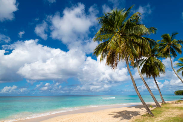istock Tropical White Sand Beach with Palm Trees 1191198522