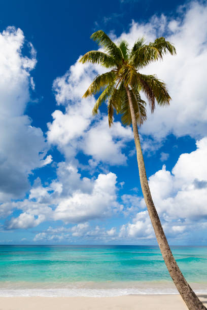 istock Tropical White Sand Beach with Palm Tree 1191198669
