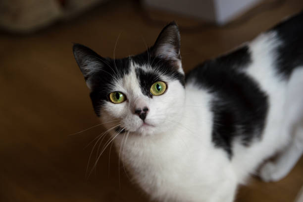 istock A Black and white house Cat with Green Eyes 1191199886