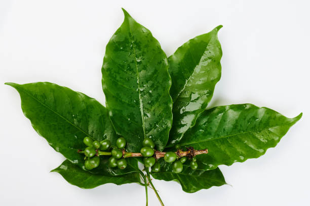 istock Set of green coffee crop 1191201055