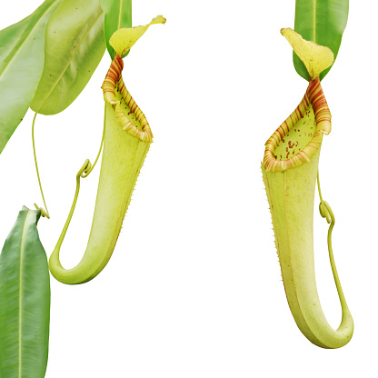 Nepenthes Miranda Pitcher Plant Isolated on White Background with Clipping Path