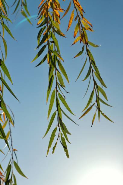 hanging willow - coate imagens e fotografias de stock