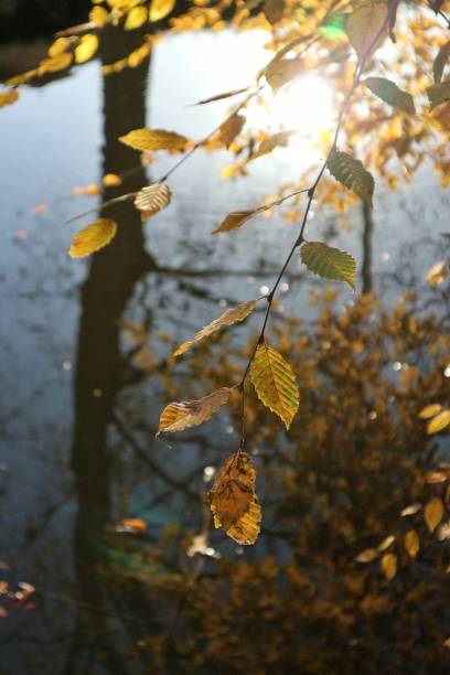 winter leaves - coate imagens e fotografias de stock