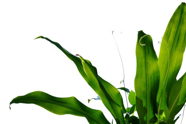 istock Tropical palm leaves with warm light on white isolated background for green foliage backdrop 1191203880