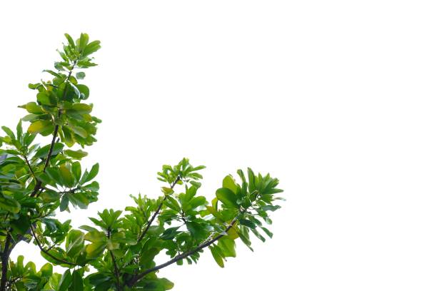 istock Tropical tree with leaves branches on white isolated background 1191203920