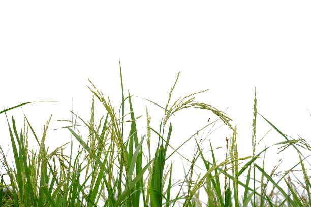 istock Asia rice leaves on white isolated background 1191204052