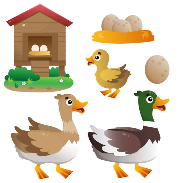 Ilustración de Imagen A Color De Pato De Dibujos Animados Con Drake Y Patito Sobre Fondo Blanco Animales De Granja Conjunto De Ilustraciones Vectoriales Para Niños y más Vectores Libres de Derechos Ilustración de Imagen A Color De Pato De Dibujos Animados Con Drake Y Patito Sobre Fondo Blanco Animales De Granja Conjunto De Ilustraciones Vectoriales Para Niños y más Vectores Libres de Derechos