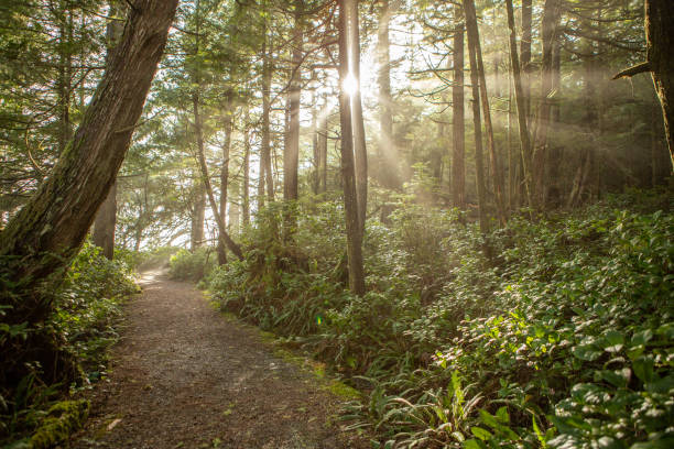 promienie słoneczne w lesie deszczowym - british columbia rainforest forest canada zdjęcia i obrazy z banku zdjęć