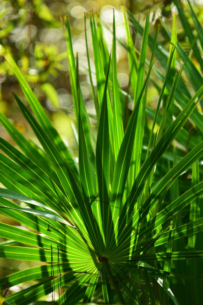 istock Two back-to-back saw palmetto fronds 1191204802
