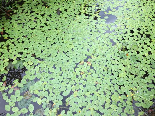 istock Vertical view of  floating oval Lily pads with rain drops 1191204935
