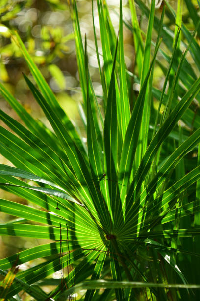istock Two back-to-back saw palmetto fronds backlit in morning light 1191205094