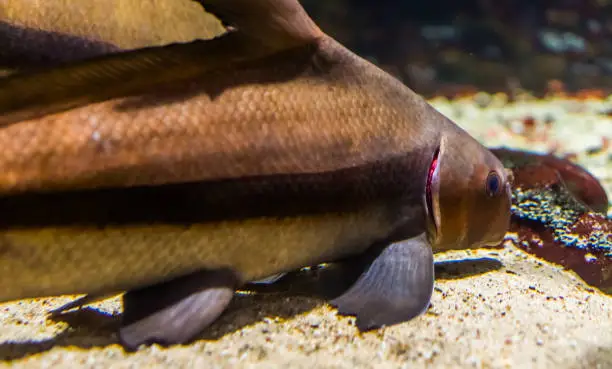 Photo of closeup of a chinese high fin banded shark, popular tropical freshwater fish specie from the yangtze river basin of Asia