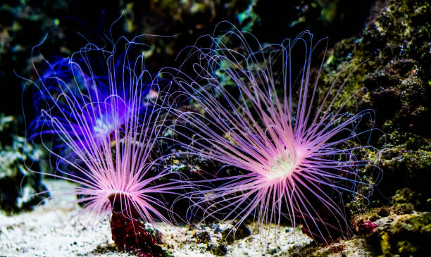 zwei blumenrohr meer anemonen leuchten hellrosa neon licht unter wasser, tropische tier-spezie aus dem indo-pazifischen ozean - tentacled sea anemone stock-fotos und bilder