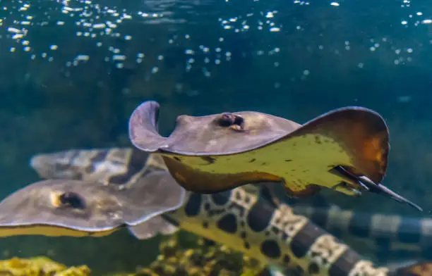 Photo of closeup of a common stingray swimming underwater, popular tropical fish specie from the Atlantic ocean