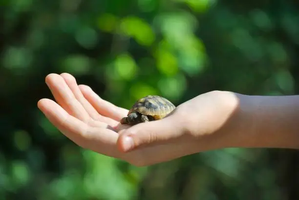 Photo of Little turtle on the palm of girl