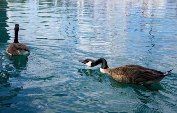 Two wild goose swim in the Lake Michigan In Chicago. One bird drives another bird, chases after it and tries to bite it. white masts of yachts are reflected in the surface. USA, State of Illinois