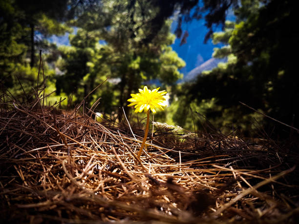 The flower was shooted in Delphi, an ancient, spiritul place. It keeps growing for all that rough circumstances it has to endure.