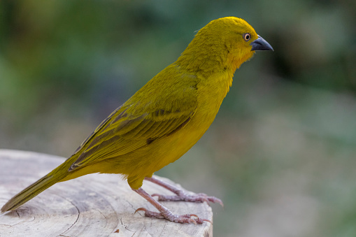 The golden-breasted bunting is a passerine bird in the bunting family Emberizidae. It occurs in dry open woodlands and moist savanna in Africa south of the Sahara, but is absent from the equatorial forest belt.