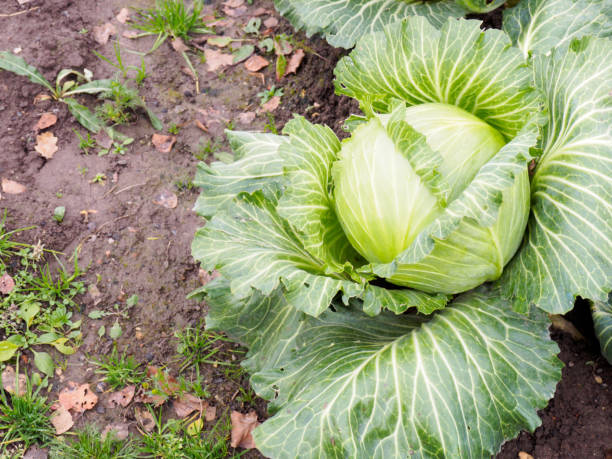 istock Autumn harvest of white cabbage 1191209413