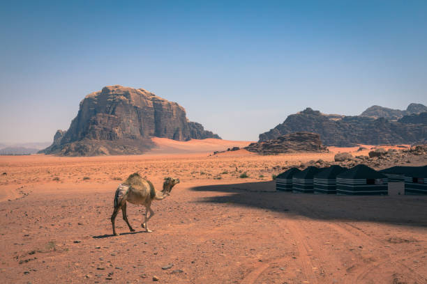 rote sandwüste und kamele am sonnigen sommertag in wadi rum, jordanien. naher osten. unesco-weltkulturerbe und ist bekannt als das tal des mondes. - jordan camel wadi rum arabia stock-fotos und bilder