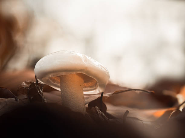 istock Look under the hat of a mushroom with white cap. 1191210692