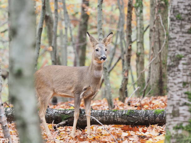 istock Female deer in the autumn forest 1191211102