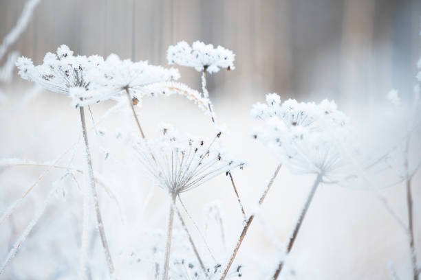 istock Frost covered dried plant against blurred forest background 1191211797