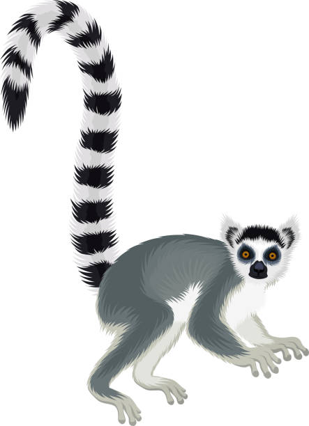 wektor ring-tailed madagaskar lemur ilustracji (lemur catta) - lemur stock illustrations